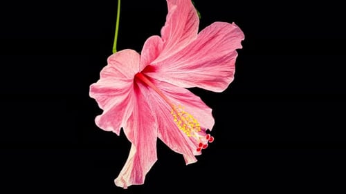 Pink Hibiscus Opens and Close Big Flower in Time Lapse on a Black Background. Blooming Red Plant