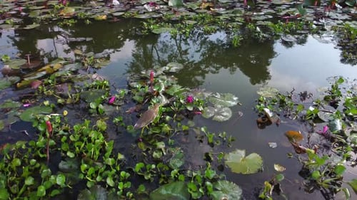 Indischer Teichreiher, der ruhig auf wilden Lilienpflanzen im Süßwasserteich sitzt, Nahaufnahme aus der Luft