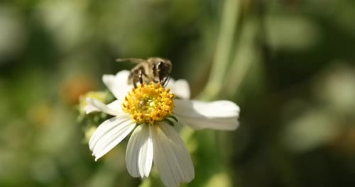 Bienen bestäuben weiße Blüten