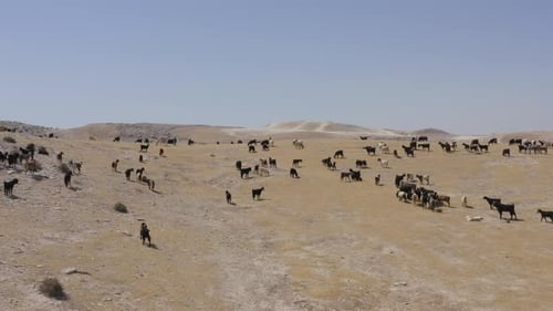 Large herd of Goats grazing on Desert landscape, Aerial view.
