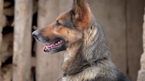 Dog With Collar Standing in Front of Building Dog Ears Perked Up and Tail is Slightly Wagging