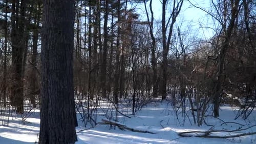 Eine horizontale Fläche mit schneebedecktem Wald schrubbt in einem Stadtpark direkt neben einer kleinen Landstraße.
V