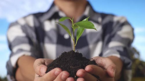 Close Up Of A Male Farmer Showing Black Dirt Mud With A Tree Sprout In Hands Crop To The Camera