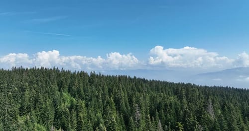 Vast Green Forest Aerial Under Blue Sky