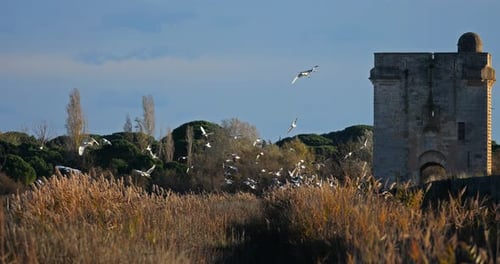 Black-headed gull (Chroicocephalus ridibundus flying around the the tower Carbonniere, France.