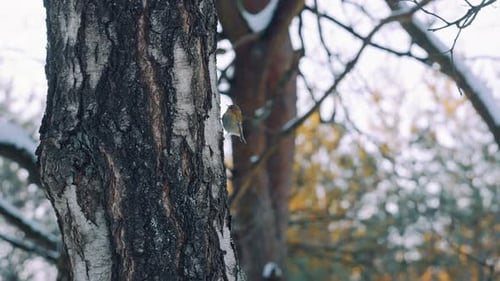 European Robin perched on a tree and flapping wings in winter
