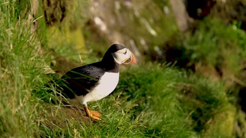 Puffin Close Up on a Sunny Day in Iceland Stunning Landscapes