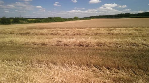 Wheat field aerial view in Ukraine
