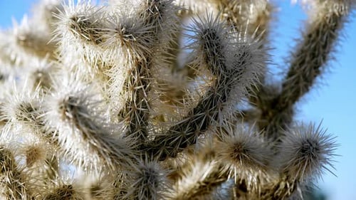 Nahaufnahme von Cholla-Kaktusstacheln vor blauem Himmel, langsames Schwenken