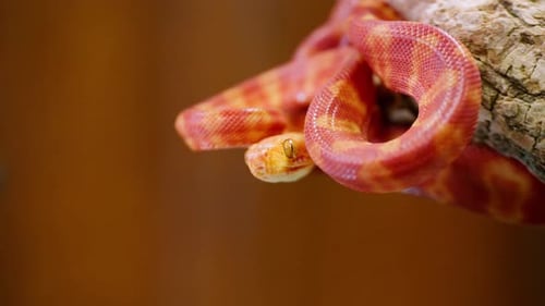 Plan au ralenti d'un serpent coloré glissant sur une branche, montrant un mouvement complexe