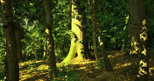 Sunlight Filters Through Trees in a Lush Green Forest During Midday