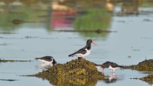 Ostreros en costas rocosas, aves costeras que buscan alimento en aguas poco profundas
