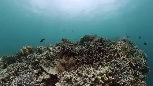 Underwater Scene with Coral Reef and Fishes
