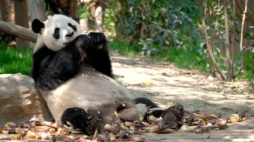 Giant Panda Eating in Natural Habitat