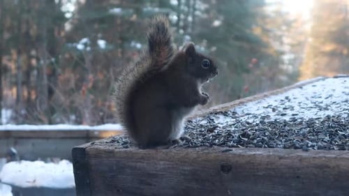 Eichhörnchen frisst im Winter Samen an einem Vogelhäuschen.