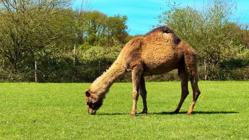 Un solo dromedario o un camello de una joroba pastando en un campo rural con césped verde en zonas rurales naturales