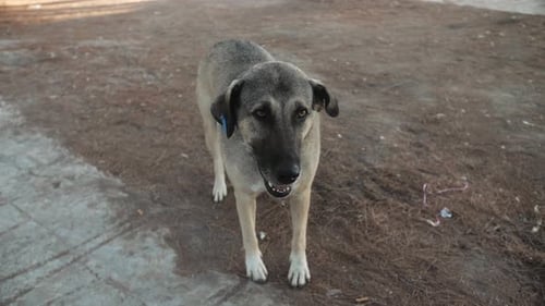 Einsamer obdachloser Hund liegt auf der Straße im Freien