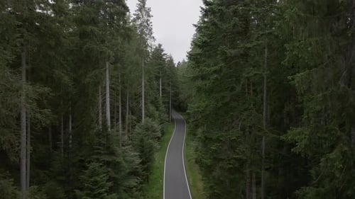 Movimento aéreo de drones na estrada através de uma floresta alta