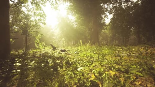 Moving Through a Sun-Dappled Misty Forest Scene