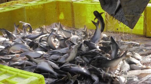 Fresh Catch - A Delightful Tangle of Scaled Delicacies