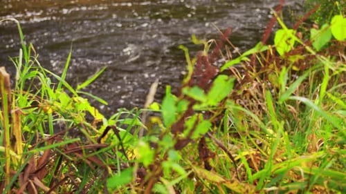 Natur- und Landschaftskonzept - Gras wächst am Flussufer