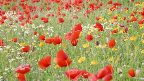 Spring wild flowers meadow at day. Beautiful nature landscapes