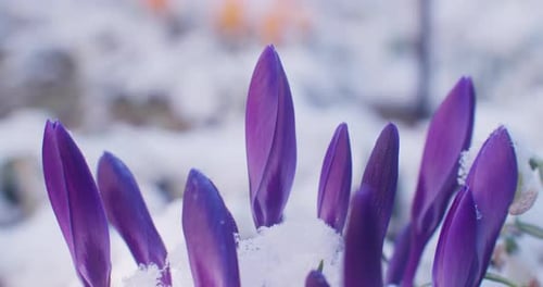 Close up shot of closed crocus flowers in early spring. Snow on the flowers, blossoms closed to due