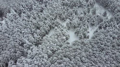aerial view of the snowy forest