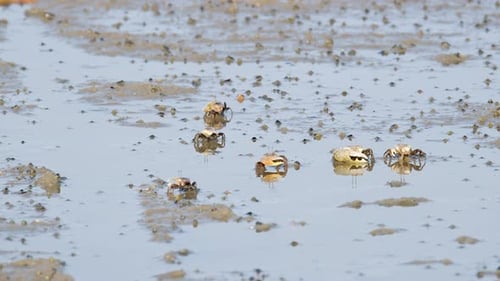 Geigenkrabben laufen am Sandstrand und essen. Gruppe von Geisterkrabben in einem schlammigen Feuchtgebiet