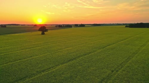 Aerial view of a colorful sunset over a green farmland in Europe