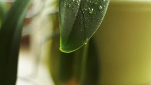 Sprinkle some water on a leaf. Waterdrop float over the leaf an drops to ground.