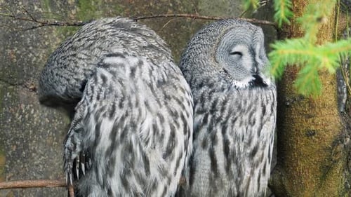 Two great gray owls sitting on a branch portrait.