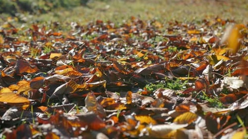 Wiese bedeckt mit Orangenblättern, die von den Bäumen gefallen sind. Fallende Blätter im Herbst