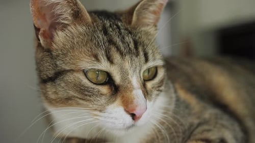 Portrait of Adorable Beautiful Tabby Cat Kitty Domestic Pet Muzzle of Cat Close Up