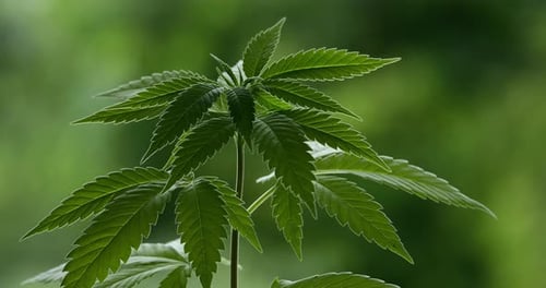 Marihuana (Cannabis sativa). Einzelheiten zu Cannabisblättern.