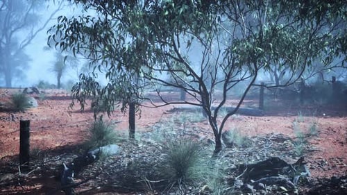 Foggy Field With Trees and Bushes in Australian Bush