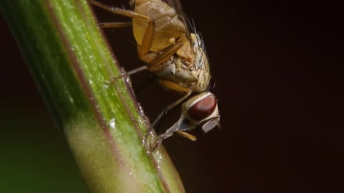 Common house fly feeding on jaggery