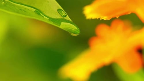 Water Drop Falling
