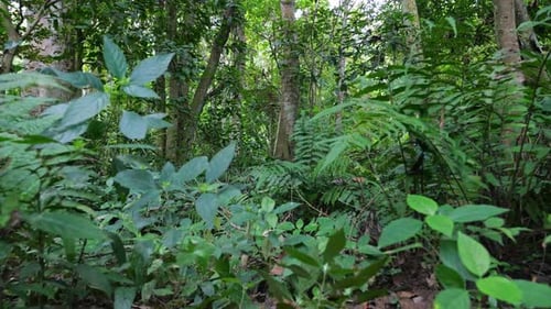 Forêt tropicale dans un magnifique paysage naturel. Une jungle luxuriante à feuilles persistantes avec une forêt tropicale dense