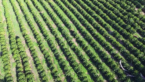 Drone view of pomelo plantation in Ocia, Dominican Republic. Citrus maxima or Citrus grandis.