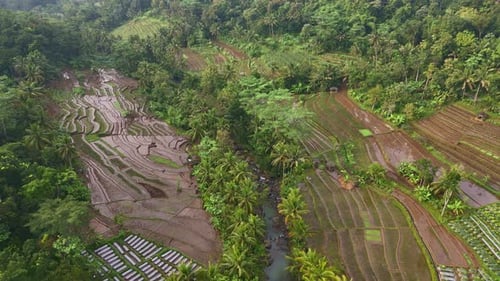 Aerial rural scenery of agriculture rice field with river flowing for irrigation system.
