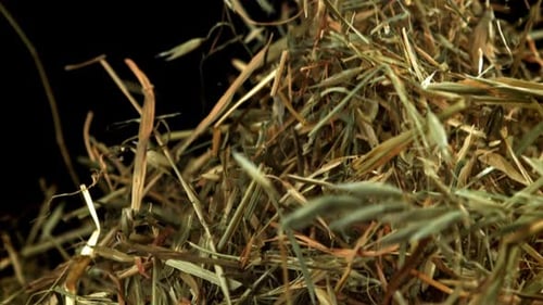 Hay Flies and Falls on a Black Background Filmed on a Highspeed Camera at 1000 Fps