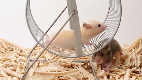 Hamsters Exercising in a Wheel