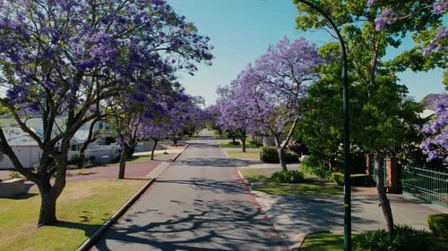 Aerial view of jacaranda-lined street