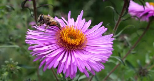 Bee Collecting Nectar on Purple Flower in Garden