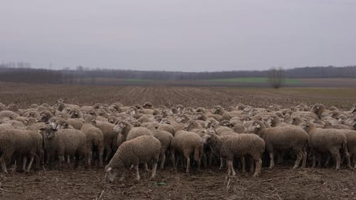 Large Herd of Sheep Grazing in Rural Field
