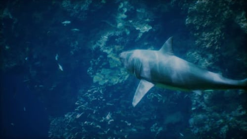 A Large White Shark Swimming in the Ocean