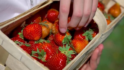 Farmer Boy Hands Holding Freshly Picked Bright Red Strawberry in Wooden Box Close Up