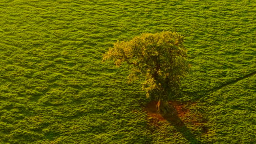 Golden Evening Light Covering Agronomy Pasture with Single Tree on Green Farmland Warm Sun Touching
