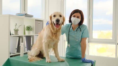 Golden Retriever Dog in Veterinary Clinic